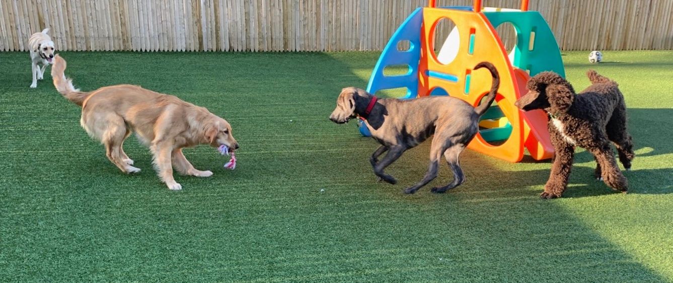 Paw Plaza Dog Daycare Sturbridge, Massachusetts Paw Plaza